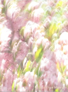 Ernie Moore Jr blossoms digital photo resembling art