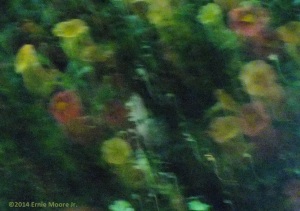camera motion of flowers; light shining through as pirates and snakes