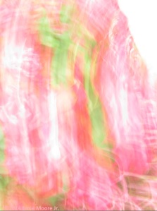 camera motion of roses. Light with pinks red and greens possibly seeming to from images