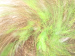 faces and figures in a photodigital camera motion of twigs and grass,images within images